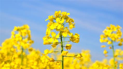 Canada on the brink of its biggest canola crop since 2013 - Building Block Associates