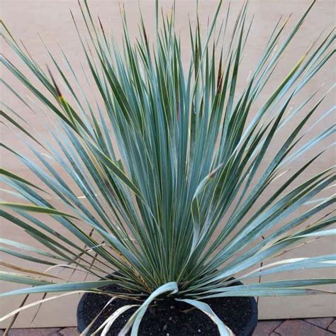 Grow & Care Guide for Yucca Rostrata | Easy Way To Garden