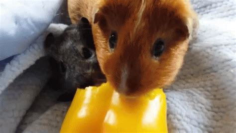 Hungry Hungry Pigs GIF - GuineaPig Eating Cute - Discover & Share GIFs