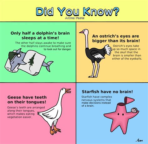 Did You Know? Animal Facts Edition – Jets Flyover