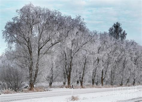 Hoarfrost trees Photograph by Esko Lindell - Fine Art America