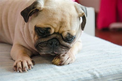 New Pug Owners: You'll Love These Important Tips on How to Keep Your ...