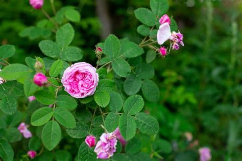 Premium Photo | Damascus pink rose in a garden