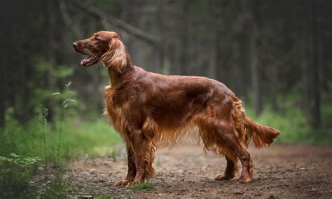 Are Red Golden Retrievers Part Irish Setter