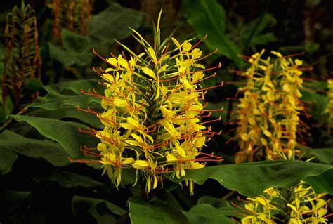 Kahili Yellow Ginger Hedychium Gardnerianum Hawaiian Starter Plant 2 ...