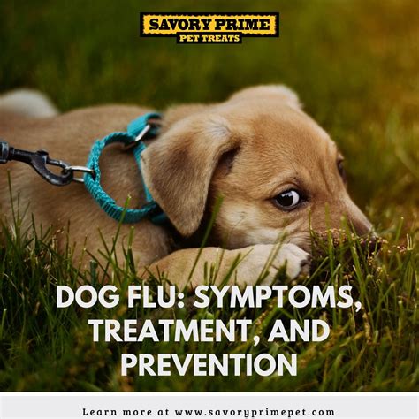 Dog Flu: Symptoms, Treatment, and Prevention - Savory Prime Pet Treats