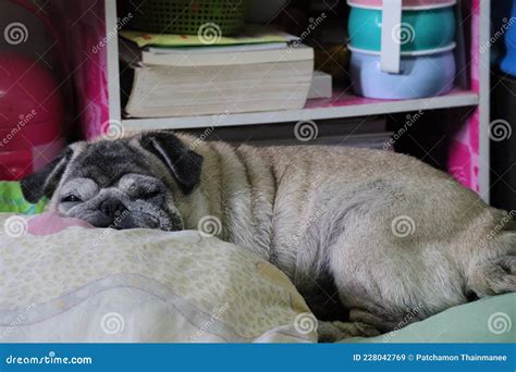 Pug Old Fat Dog Sleeping Wrinkled Face Funny Face in Bed at Home Stock Image - Image of thailand ...