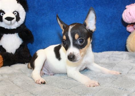 Rat Terrier Puppies For Sale - Long Island Puppies