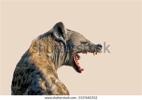 4,164 Laughing Hyena Images, Stock Photos & Vectors | Shutterstock