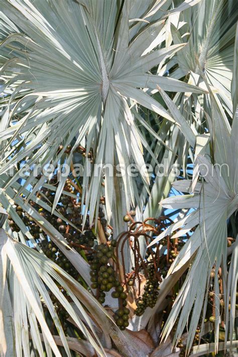 Bismarckia nobilis 'Silver' – Bismarck Palm – Buy seeds at ...