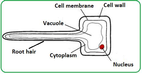 #62 Passage of water through root, stem and leaf | Biology Notes for IGCSE 2014