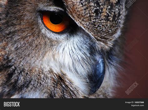 Eagle Owl Eye Image & Photo (Free Trial) | Bigstock