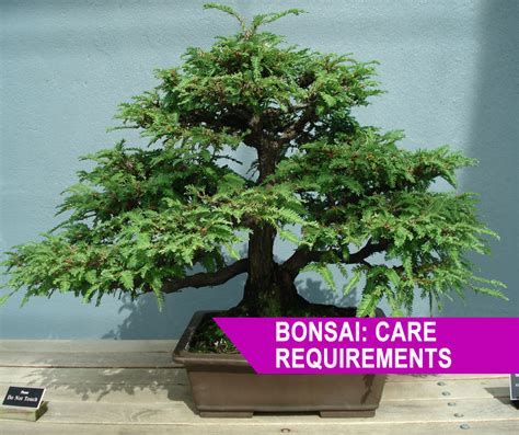 Simple Bonsai Tree Care Requirements: Growing a Fascinating Tree at Home