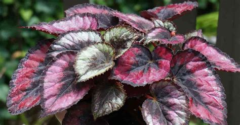 Rex Begonia Care: Tips For Growing Painted-Leaf Begonias [DETAILS]