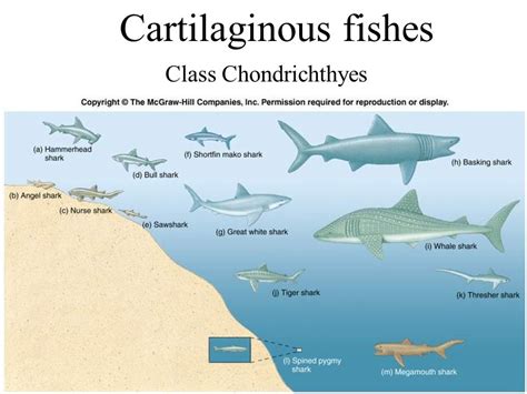 Lesson 5.1: Chondrichthyes Vocabulary Diagram | Quizlet