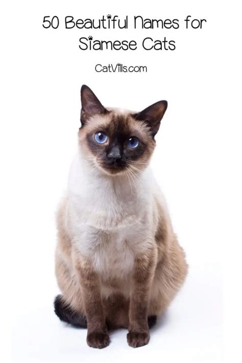 50 Beautiful Siamese Cat Names For Your Elegant Kitty