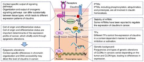 Regulation of claudin expression in cancer. The expression of claudins ...