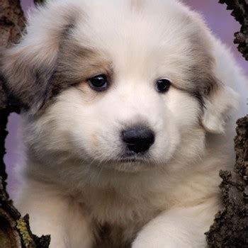 Pyrenean Mountain Dog Breed Information, Characteristics & Heath Problems | DogZone.com