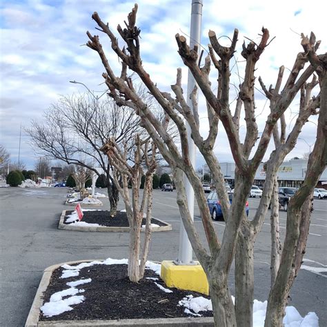 Crape Myrtle: Pruning - Lewis Ginter Botanical Garden