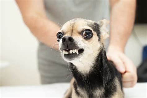 What Can You Do to Help Your Chihuahua with Bad Teeth?