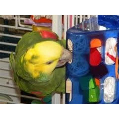 Foraging Surprise Cage Mount Parrot Foraging Toys | Parrot, Foraging bird toys, Bird toys