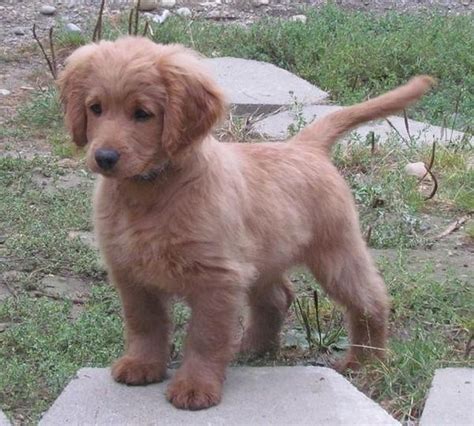 yorkie poo full grown - Google Search | Forever puppy, Golden cocker retriever, Cute puppies