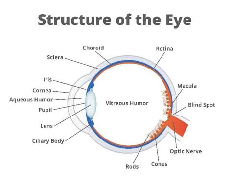 Lattice Degeneration Treatment Berks County PA - Berks Eye