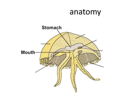 Jellyfish Diagram