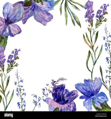 Purple lavender. Floral botanical flower. Wild spring leaf. Watercolor ...