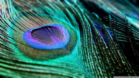 3d Peacock Hd Wallpaper - Peacock Feather Images Hd (#239919) - HD ...