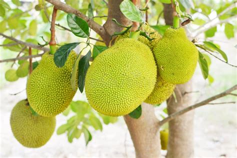 Closeup of Jackfruit on Tree with Leaf Stock Photo - Image of yellow ...