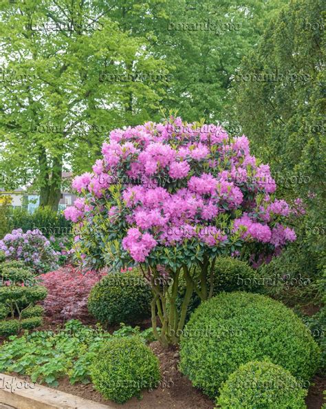 Image Catawba rhododendron (Rhododendron catawbiense 'Roseum Elegans ...