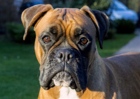 Boxer dog face | Copyright-free photo (by M. Vorel) | LibreShot