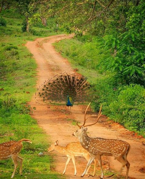 two deer and a peacock on a dirt road