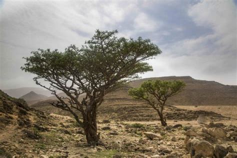 Frankincense Oman – Plant Spirit Life