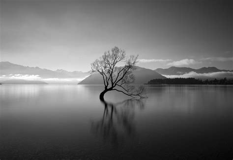 The iconic tree of Lake Wanaka | Smithsonian Photo Contest ...