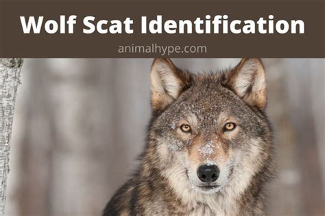 What Does Wolf Poop Look Like? Wolf Scat Identification - Animal Hype