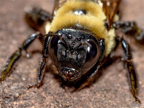 Carpenter Bees Sting #carpenterbees #bumblebee