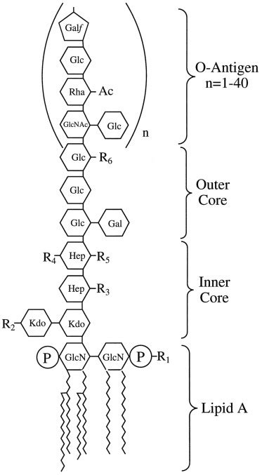 Enzymatic Synthesis of Lipopolysaccharide in Escherichia coli - Journal ...