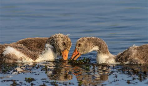 9 Signs Your Goose May Be Sick (and How to Help) - Farmhouse Guide