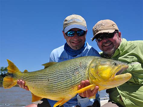 Fish For Golden Dorado With Duranglers, The Most Ferocious Freshwater Predator!