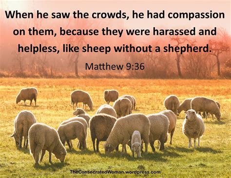 What Are Sheep Like Without A Shepherd