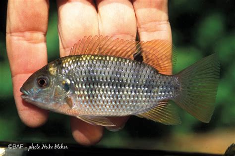 Oreochromis aff. placidus – BAP