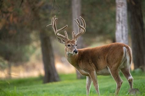 Mature Buck Travel Patterns: Summer Vs. Fall Data - HuntStand