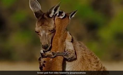 Bureaucrat Shares Video Of Mother Kangaroo Hugging Her Baby, Internet Is All Hearts