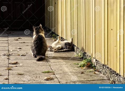 Two Young Kittens Playing Outside on Sunny Autumn Day Stock Photo ...