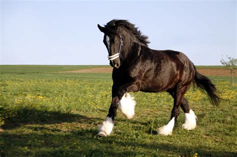 Os 10 melhores rascunhos de raças de Cavalos para ajudá-lo em Homestead | Auber sans la peur