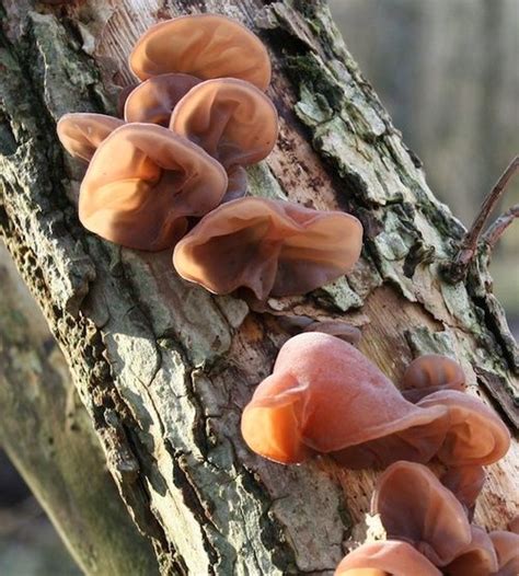 Auricularia, quando e come utilizzarla - Cure-Naturali.it