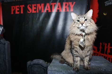 Pet Sematary Cat Breed