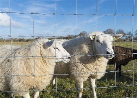 Sheep Wire Mesh Fencing Heavily Hot Dip Galvanized Animal Fencing